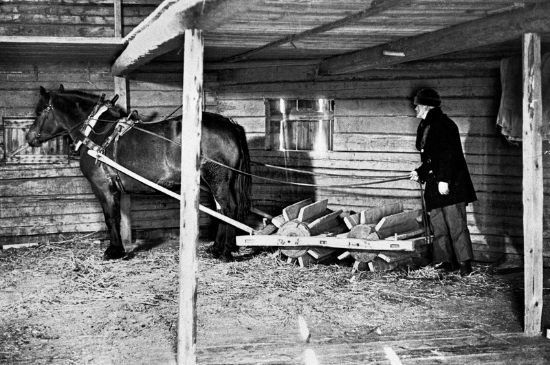 Tröskning med häst i rundloge. Foto: Skellefteå museum. SM C 06256.