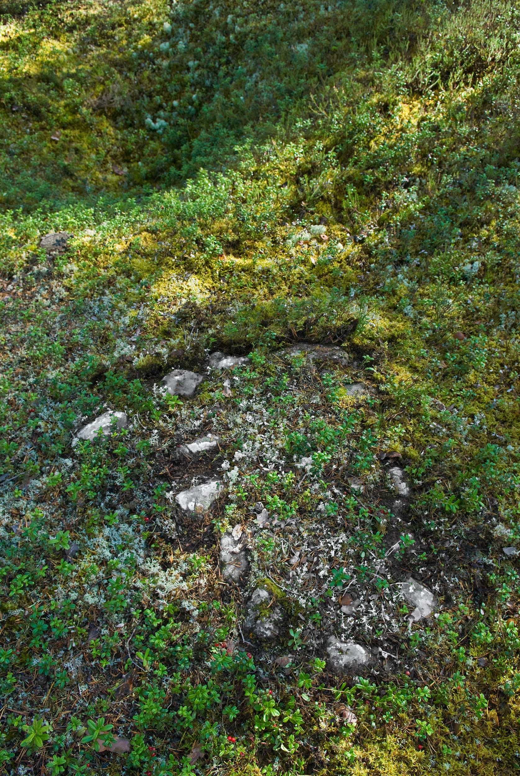 Exempel på hur en oval árnnie / härd kan se ut. Det här är en árnnie i Ekorrsele. På platsen finns 4 samiska härdar i närheten av varandra (Raä nr 63). Fotograf: Krister Hägglund © Skellefteå museum. SM: DIG 03347. (DIG 03346:01-10).