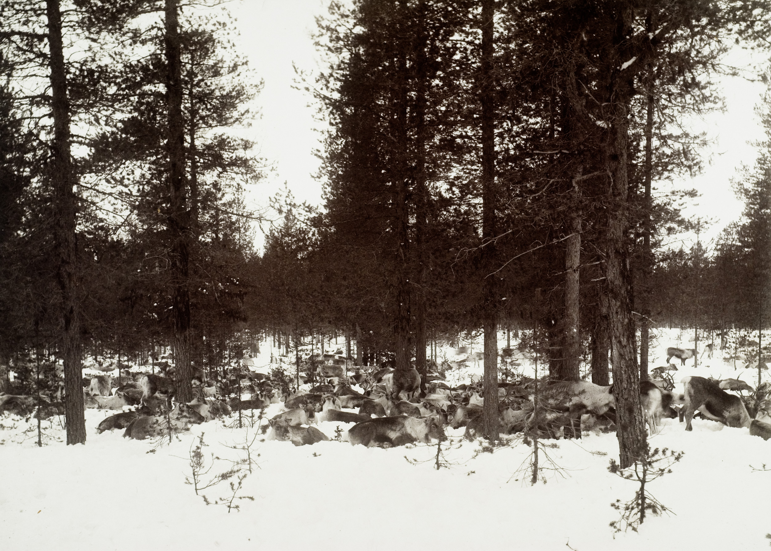 Renhjord i vinterlandskap, från ca 1910. Repro: Krister Hägglund Foto: Carl Franke. © Skellefteå Museum. SM DIG 02397.