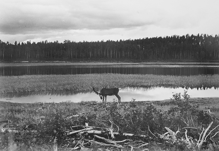 Bild 2. En rentjur vid vatten. Foto: © Skellefteå Museum. SM AB 00035.