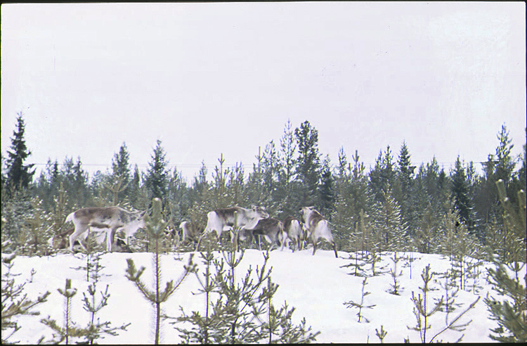 Renar på vinterbete utanför Skellefteå i början på 1900 talet. Foto: Gustaf Öberg. © Skellefteå Museum. SM DIA 06250.