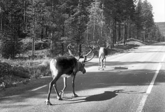 Renar som går längs med vägen till Kristineberg. © Skellefteå Museum. SM H 0914.