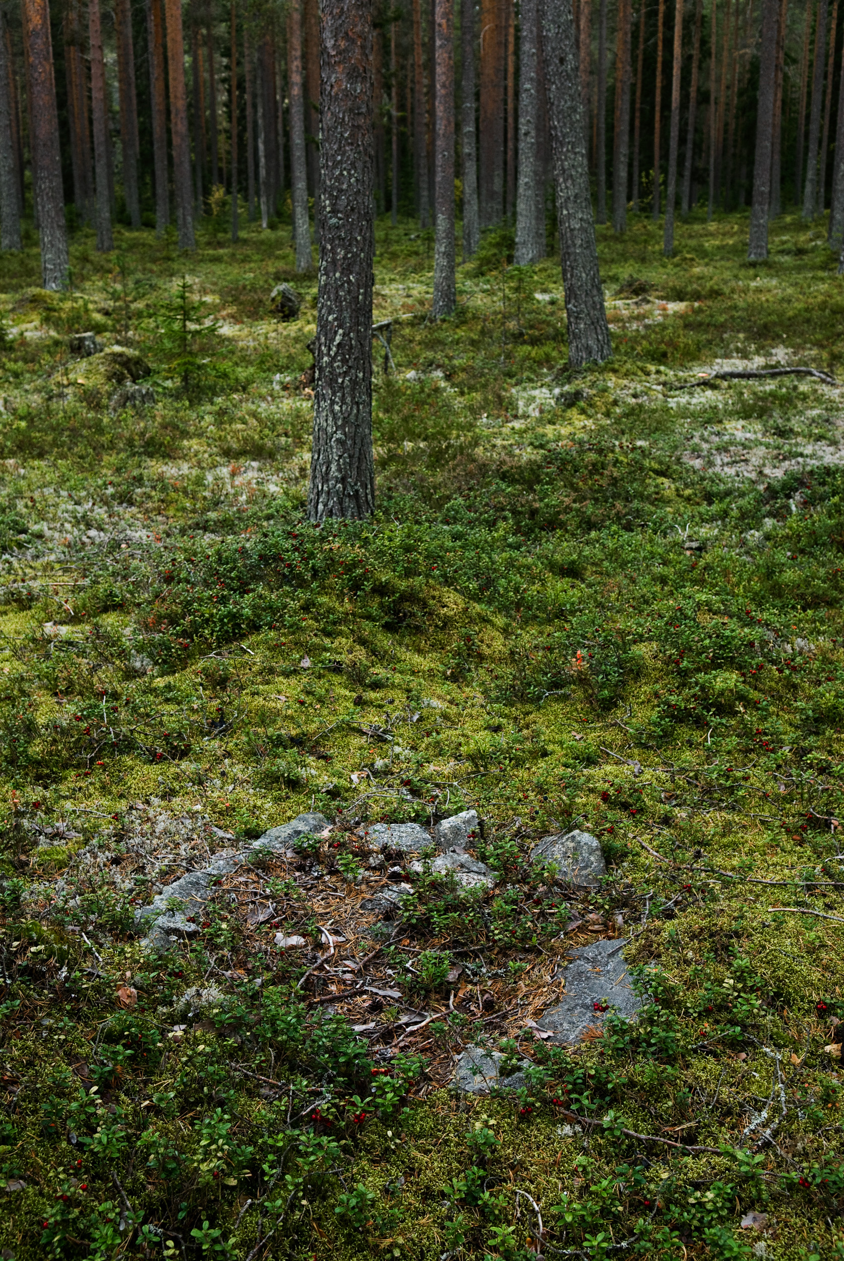 Exempel på en rund árnnie kan se ut. Denna árnnie / härd finns i Lappslyet, Drängsmark, Skellefteå kn. Fotograf: Krister Hägglund © Skellefteå museum. SM DIG 03311.