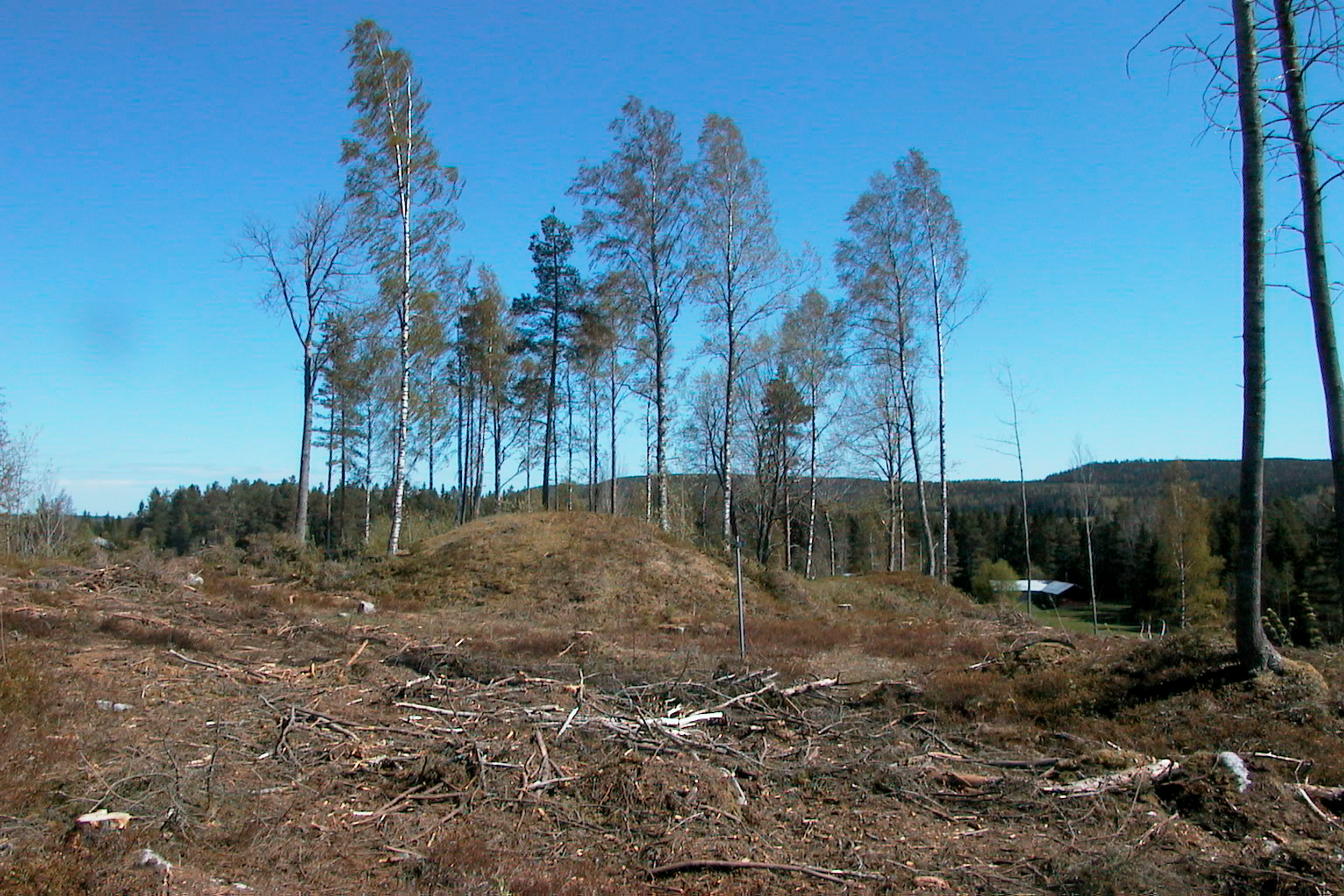 Bild 6. Skogsavverkning. Foto. Lage Johansson. 2003 © Skellefteå museum. SM_KMV_00224